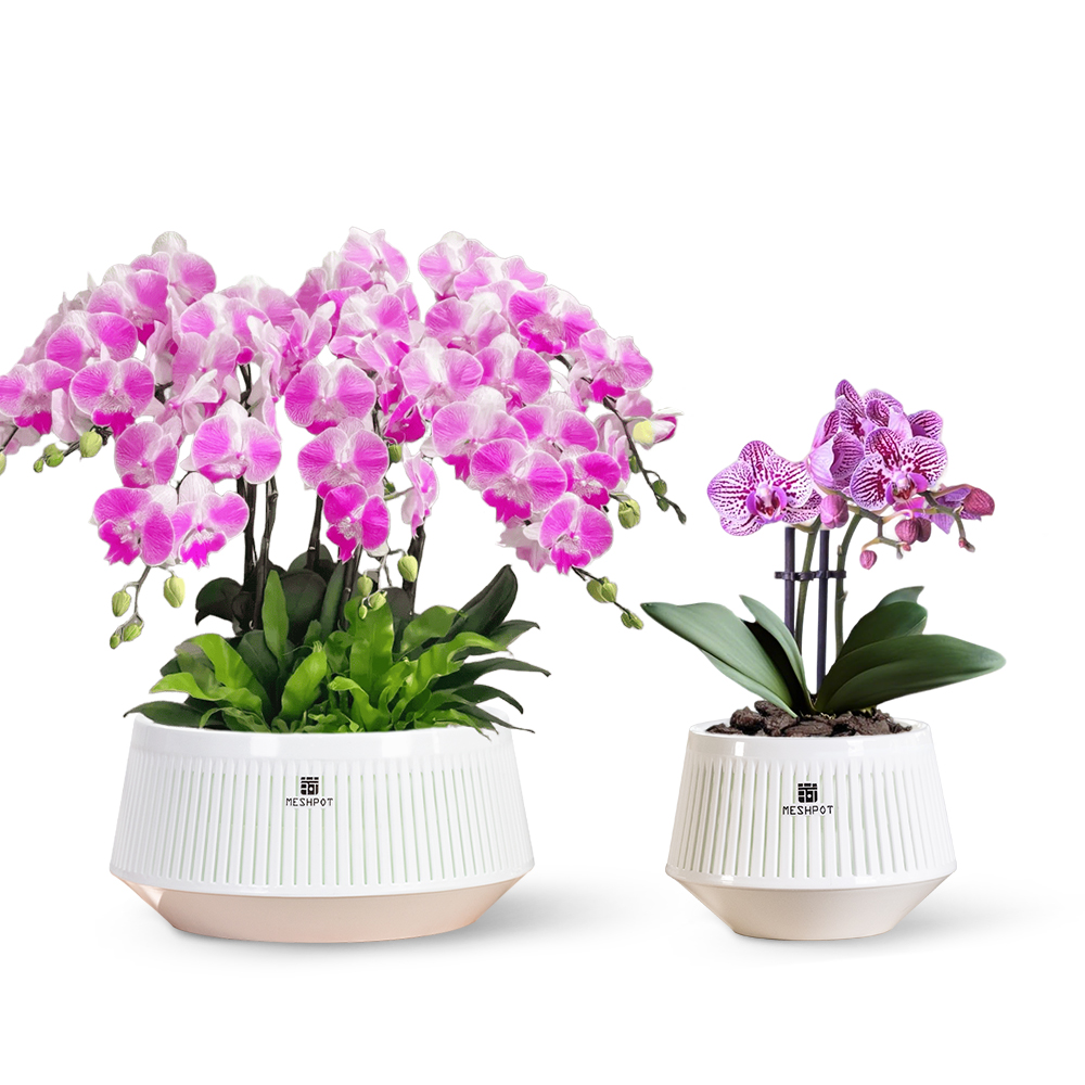 Orchid Pot with Holes & Saucer - Desk Setup Plant 리뷰 및 가격