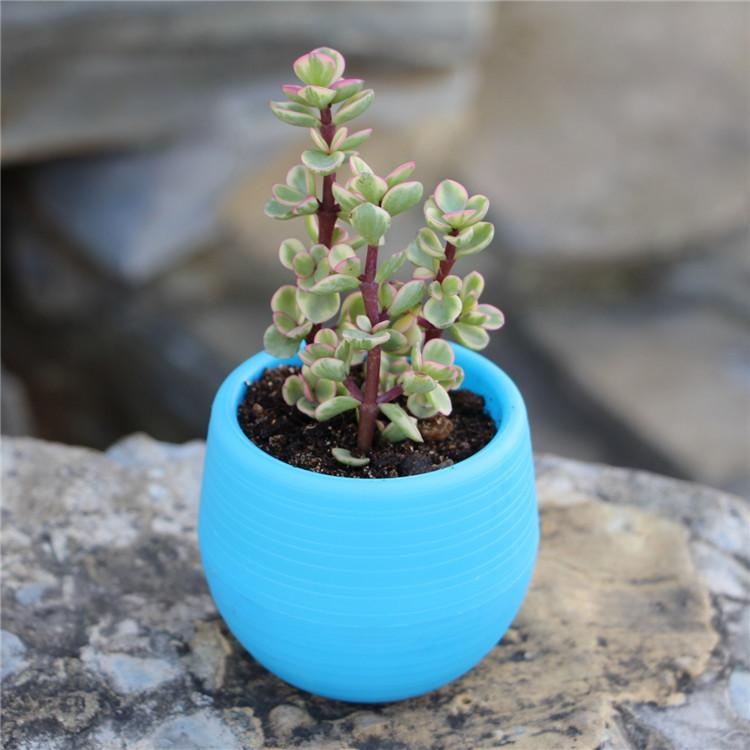 1pcs 7*7cm Mini Pp Resin Plast - Desk Setup Plant 리뷰 및 가격