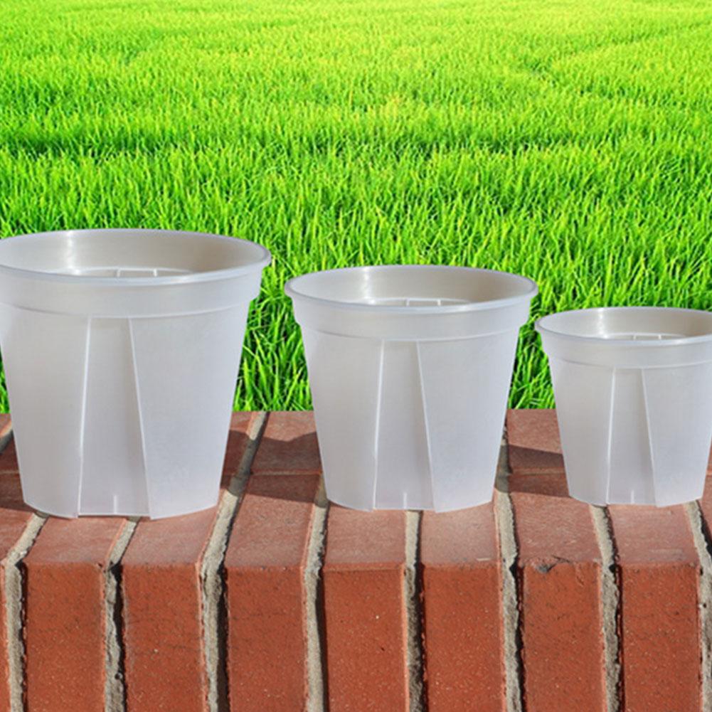 Transparent Plastic Pots Root  - Desk Setup Plant 리뷰 및 가격